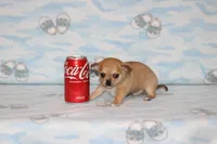 Nik, a male Chihuahua for sale in Sabillasville, MD – Photo 2 of 4