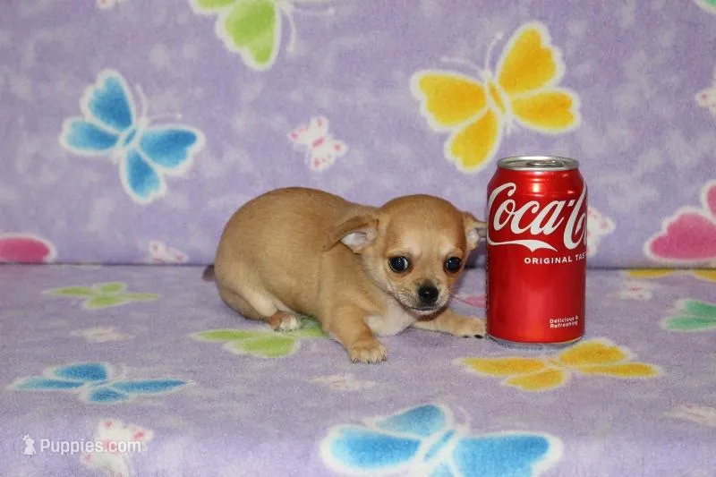 Nik – Chihuahua puppy for sale in Sabillasville, MD