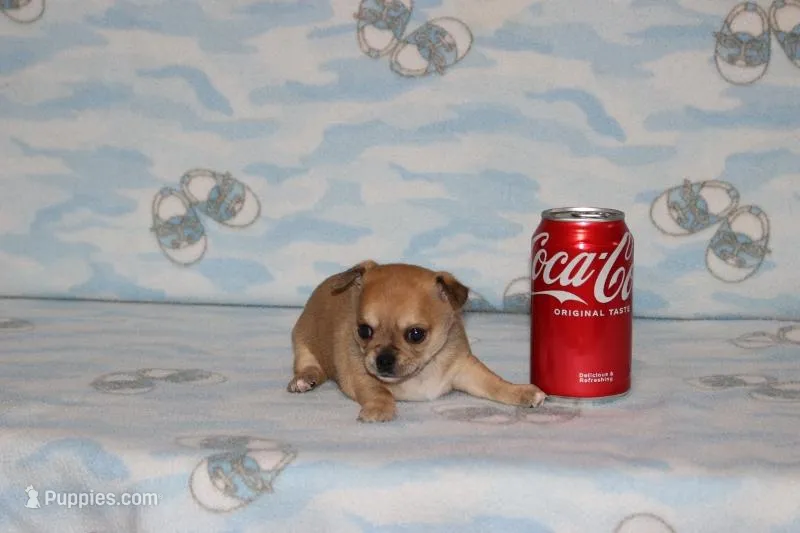 Nik – Chihuahua puppy for sale in Sabillasville, MD