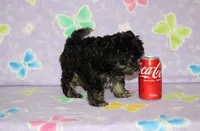Teddy Bear, a male Chipoo for sale in Sabillasville, MD – 4 of 6