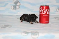 itzy, a female Chihuahua for sale in Sabillasville, MD – 2 of 6