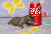 Dee Dee, a female Chihuahua for sale in Sabillasville, MD – 4 of 4