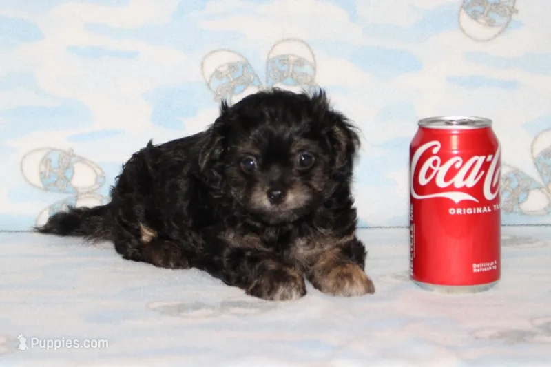 Teddy Bear – Chipoo puppy for sale in Sabillasville, MD