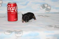 itzy, a female Chihuahua for sale in Sabillasville, MD – 4 of 6