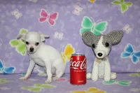 Toby, a male Chihuahua for sale in Sabillasville, MD – 2 of 5