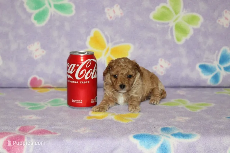Peaches – Poodle - Toy  puppy for sale in Sabillasville, MD