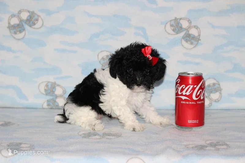 Dottie – Poodle - Toy  puppy for sale in Sabillasville, MD