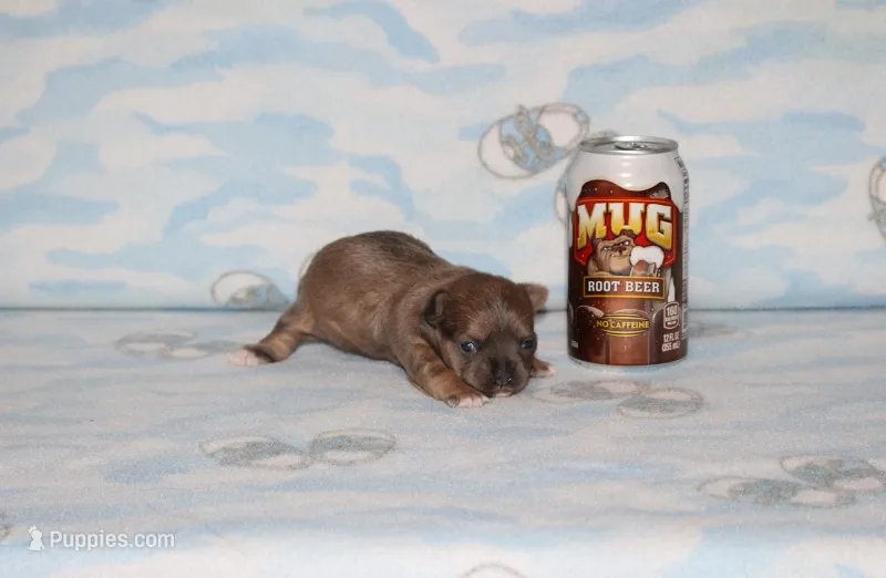 Dee Dee – Chihuahua puppy for sale in Sabillasville, MD