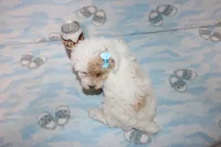 Apricot Blossom, a female Poodle - Toy  for sale in Sabillasville, MD – 4 of 10