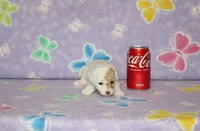 Apricot Blossom, a female Poodle - Toy  for sale in Sabillasville, MD – 4 of 9
