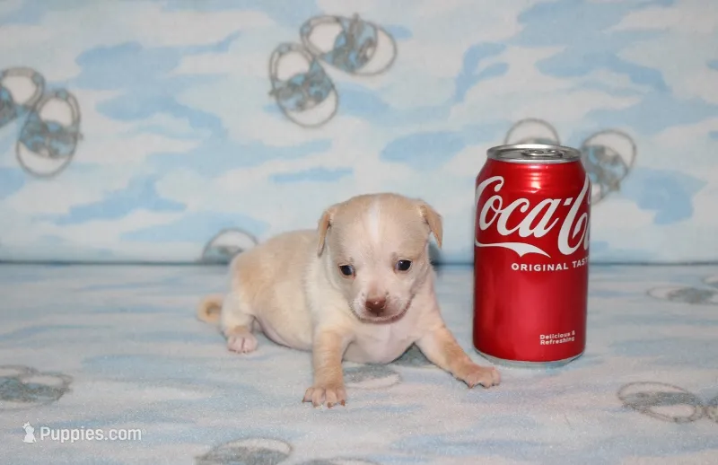 B-1 – Chihuahua puppy for sale in Sabillasville, MD