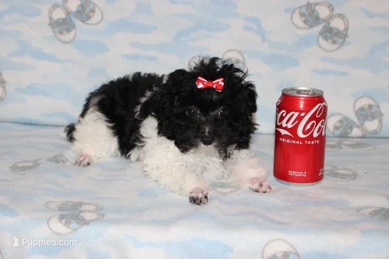 Tiny Dottie – Poodle - Toy  puppy for sale in Sabillasville, MD
