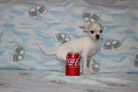Toby, a male Chihuahua for sale in Sabillasville, MD – 7 of 9