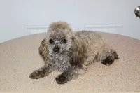 E-3, a female Poodle - Toy  for sale in Sabillasville, MD – 5 of 5
