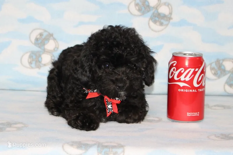 Shadow – Poodle - Toy  puppy for sale in Sabillasville, MD