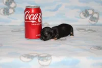 itzy, a female Chihuahua for sale in Sabillasville, MD – 5 of 6