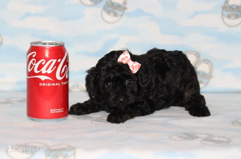 Ivy – Poodle - Toy  puppy for sale in Sabillasville, MD