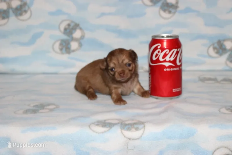Clyde – Chihuahua, Poodle - Toy  puppy for sale in Sabillasville, MD