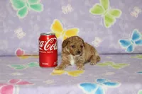 Peaches, a female Poodle - Toy  for sale in Sabillasville, MD – 2 of 3
