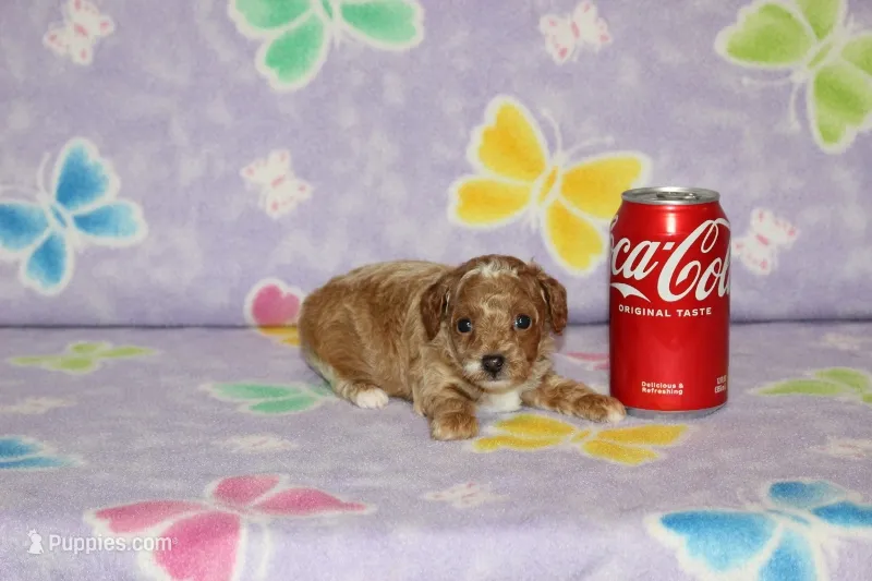 Cassy – Poodle - Toy  puppy for sale in Sabillasville, MD