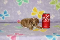 Cassy, a male Poodle - Toy  for sale in Sabillasville, MD – 1 of 5