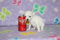 B-2, a male Chihuahua for sale in Sabillasville, MD – 3 of 6