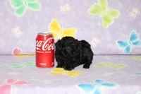 Ivy, a female Poodle - Toy  for sale in Sabillasville, MD – 2 of 2
