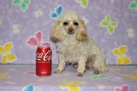 Peaches, a female Poodle - Toy  for sale in Sabillasville, MD – 10 of 10