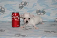Toby, a male Chihuahua for sale in Sabillasville, MD – 3 of 5