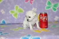 B-2, a male Chihuahua for sale in Sabillasville, MD – 2 of 6