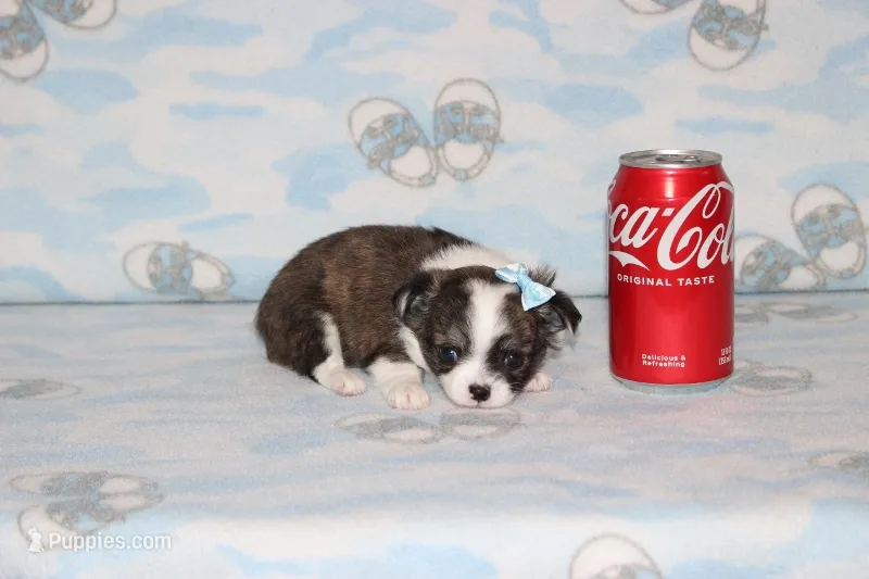 Sophie – Chihuahua, Poodle - Toy  puppy for sale in Sabillasville, MD