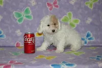 Apricot Blossom, a female Poodle - Toy  for sale in Sabillasville, MD – 7 of 10