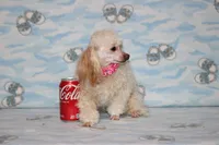 Peaches, a female Poodle - Toy  for sale in Sabillasville, MD – 4 of 6