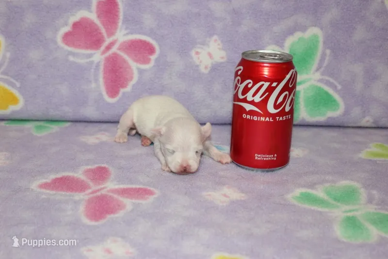 B-2 – Chihuahua puppy for sale in Sabillasville, MD
