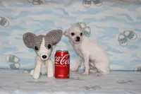 Toby, a male Chihuahua for sale in Sabillasville, MD – 5 of 9