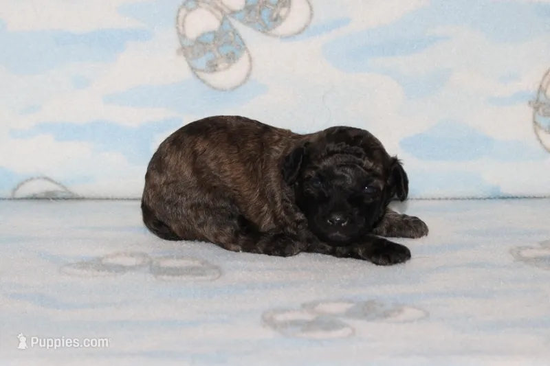 E-1 – Poodle - Toy  puppy for sale in Sabillasville, MD