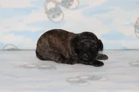 E-1, a male Poodle - Toy  for sale in Sabillasville, MD – 1 of 6