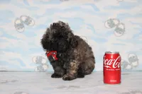 Rusty, a male Poodle - Toy  for sale in Sabillasville, MD – 2 of 8