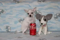 Toby, a male Chihuahua for sale in Sabillasville, MD – 4 of 9