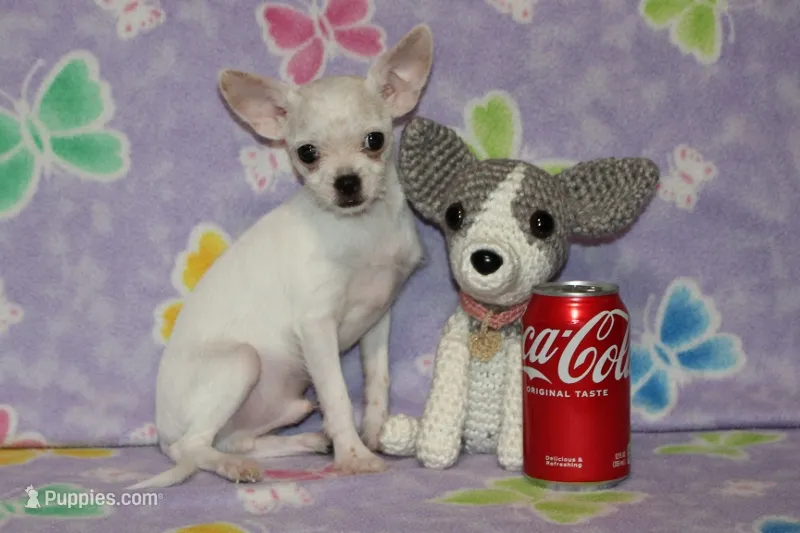Toby – Chihuahua puppy for sale in Sabillasville, MD