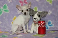 Toby, a male Chihuahua for sale in Sabillasville, MD – 1 of 9