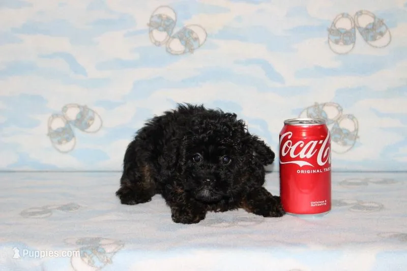 R-1 – Poodle - Toy  puppy for sale in Sabillasville, MD