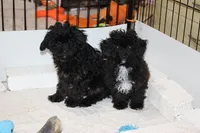 R-1, a female Poodle - Toy  for sale in Sabillasville, MD – Photo 5 of 7