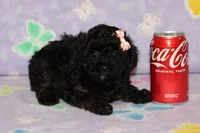 R-1, a female Poodle - Toy  for sale in Sabillasville, MD – Photo 3 of 4