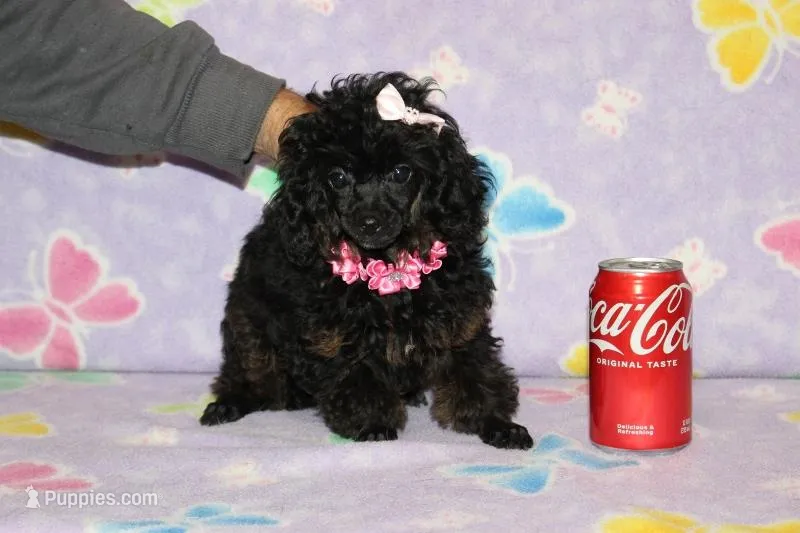 R-1 – Poodle - Toy  puppy for sale in Sabillasville, MD