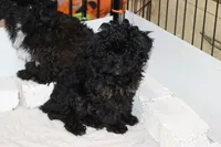 R-1, a female Poodle - Toy  for sale in Sabillasville, MD – Photo 3 of 7