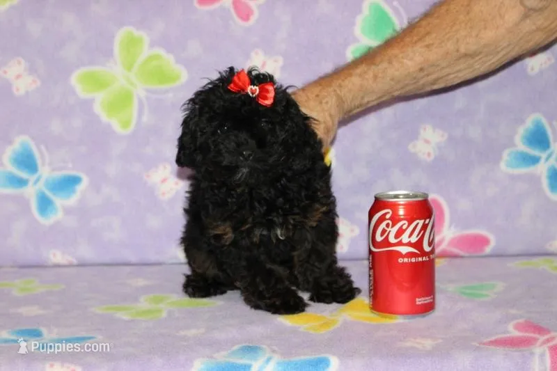 R-1 – Poodle - Toy  puppy for sale in Sabillasville, MD