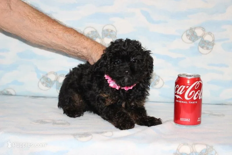 R-1 – Poodle - Toy  puppy for sale in Sabillasville, MD