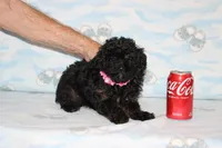 R-1, a female Poodle - Toy  for sale in Sabillasville, MD – Photo 1 of 4