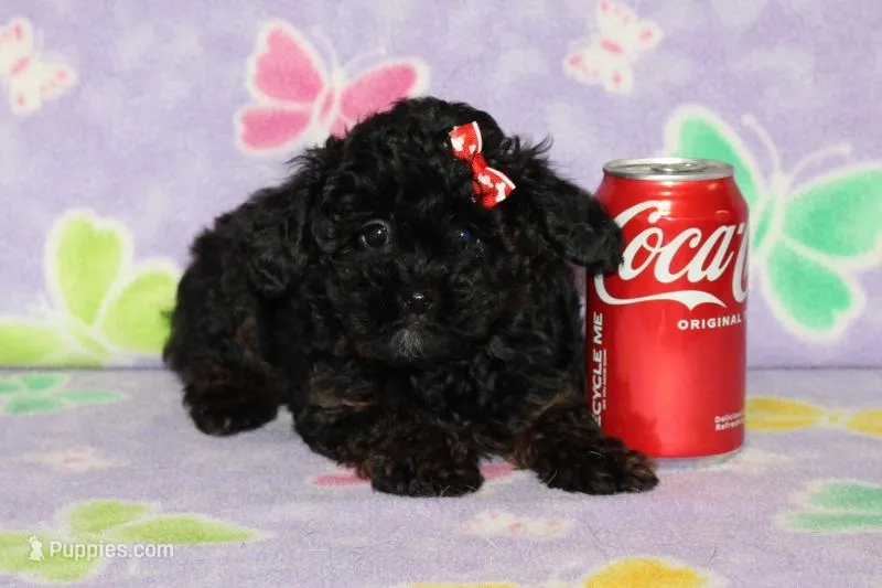 R-1 – Poodle - Toy  puppy for sale in Sabillasville, MD